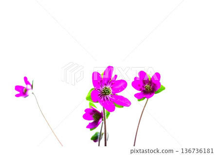 Purple snowflakes flowers 136736181