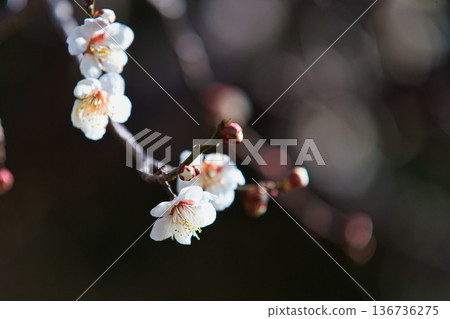 公園裡的春天即將到來。 公園裡的春天即將到來。 136736275