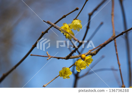 公園裡的春天即將到來。 公園裡的春天即將到來。 136736288