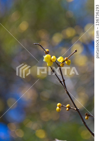 Spring is just around the corner in the park Spring is just around the corner in the park 136736293
