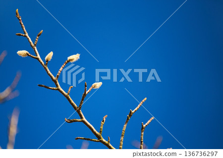 公園裡的春天即將到來。 公園裡的春天即將到來。 136736297