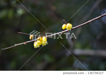 公園裡的春天即將到來。 公園裡的春天即將到來。 136736327
