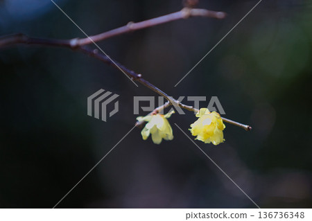 Spring is just around the corner in the park Spring is just around the corner in the park 136736348