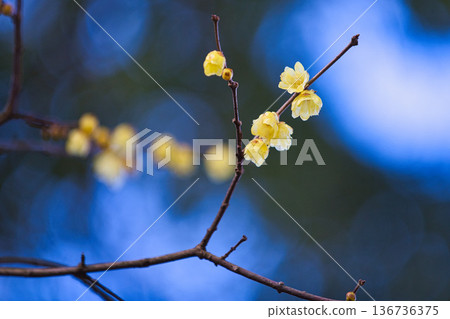 Spring is just around the corner in the park Spring is just around the corner in the park 136736375