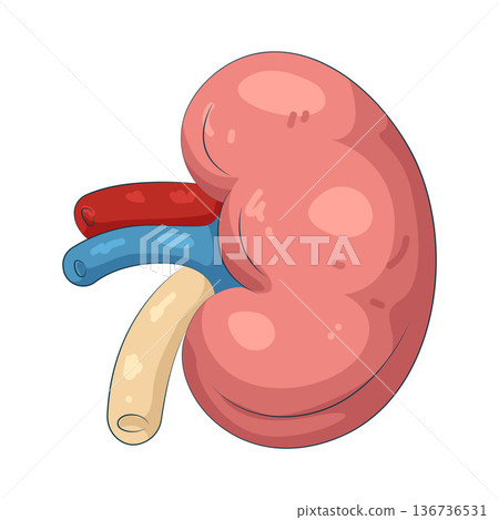 Illustration of human kidney Illustration of human kidney 136736531