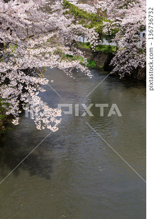 北海道壯瞥町壯川沿岸櫻花盛開【4月】 136736732