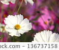 Cosmos autumn cherry blossoms 136737158