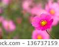 Cosmos autumn cherry blossoms 136737159