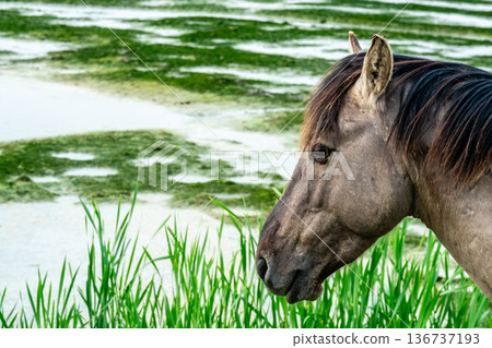 Detailed image of horse with reflective wetland background Detailed image of horse with reflective wetland background 136737193
