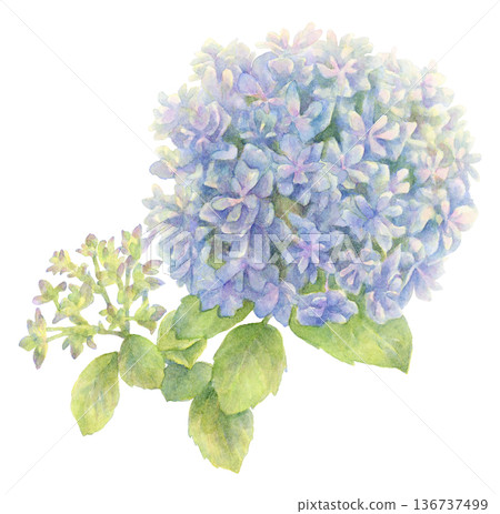 繡球花水彩插圖(藍色) 繡球花水彩插圖(藍色) 136737499