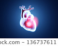 X-ray style 3D illustration of the heart with a glowing highlight in the center and heart disease, vascular health check concept. 136737611