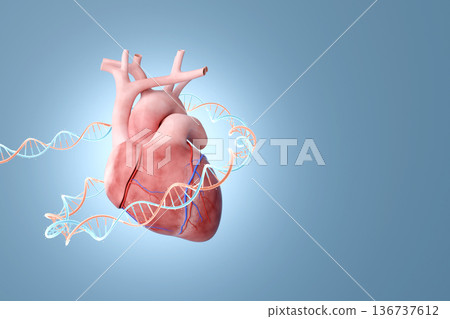 基因組編輯概念，結合心臟和DNA。 CRISPR、基因療法和先進醫學的3D插圖。 136737612