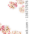 Cherry blossom background 136737676