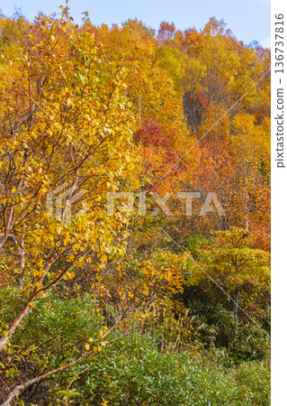 Autumn in Yonezawa, Yamagata Prefecture - Autumn leaves at Tengendai Plateau 136737816