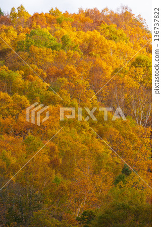山形縣米澤的秋天-天元台高原的紅葉 山形縣米澤的秋天-天元台高原的紅葉 136737822