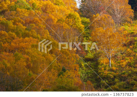 Autumn in Yonezawa, Yamagata Prefecture - Autumn leaves at Tengendai Plateau 136737823