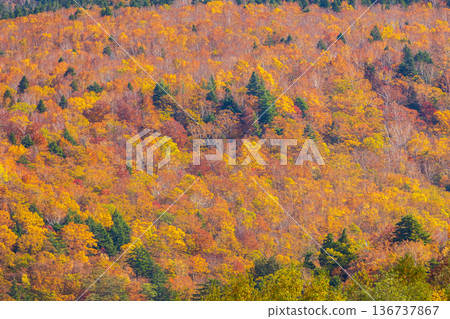 山形縣米澤的秋天-天元台高原的紅葉 山形縣米澤的秋天-天元台高原的紅葉 136737867