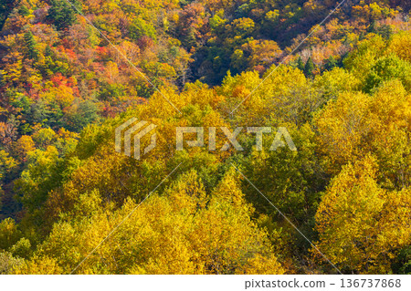 山形縣米澤的秋天-天元台高原的紅葉 山形縣米澤的秋天-天元台高原的紅葉 136737868
