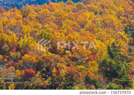 Autumn in Yonezawa, Yamagata Prefecture - Autumn leaves at Tengendai Plateau Autumn in Yonezawa, Yamagata Prefecture - Autumn leaves at Tengendai Plateau 136737970