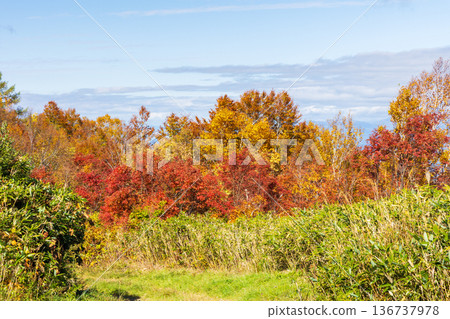 山形縣米澤的秋天－天元台高原的紅葉 136737978