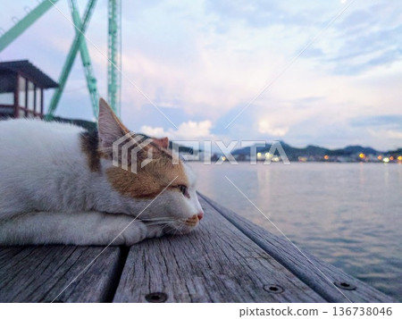 看海的貓在港口 136738046