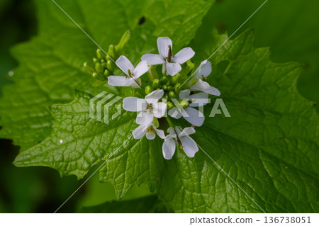 Identifying Alliaria petiolata with small white flowers and vibrant green leaves in a woodland setting during early spring Identifying Alliaria petiolata with small white flowers and vibrant green leaves in a woodland setting during early spring 136738051