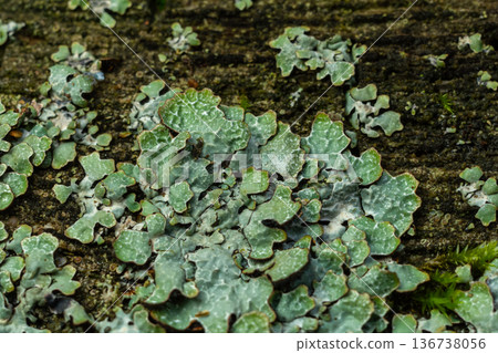 Lush green Physcia aipolia and Physcia stellaris lichen growing on the bark of a tree showcasing intricate patterns in a natural environment 136738056