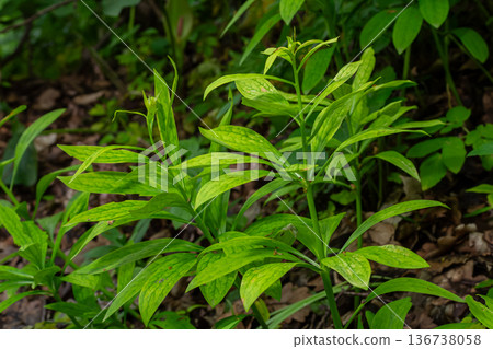 Green foliage of Lilium martagon commonly known as Martagon Lily thriving in a woodland area during spring season 136738058