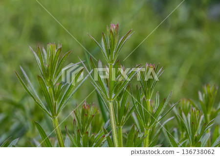 Galium aparine growing in a lush green field during sunny spring showcasing its distinct sticky leaves and flowering tips 136738062
