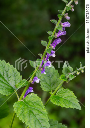 Common skullcap blooms gracefully along a lush green background showcasing its vivid purple flowers and textured leaves in late spring Common skullcap blooms gracefully along a lush green background showcasing its vivid purple flowers and textured leaves in late spring 136738076
