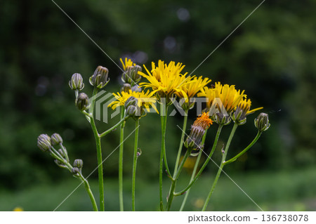 Yellow flowers of Crepis biennis Rough Hawksbeard blooming in a lush green natural setting during the summer season Yellow flowers of Crepis biennis Rough Hawksbeard blooming in a lush green natural setting during the summer season 136738078