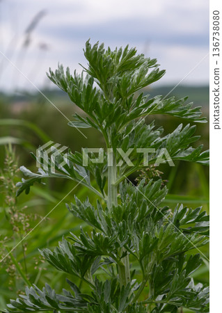 Wormwood plant displaying aromatic silvery leaves in a lush green field during late spring under a cloudy sky Wormwood plant displaying aromatic silvery leaves in a lush green field during late spring under a cloudy sky 136738080