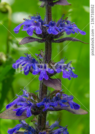 Vibrant blue flowers of Ajuga reptans blooming amidst lush greenery in a serene garden setting during springtime Vibrant blue flowers of Ajuga reptans blooming amidst lush greenery in a serene garden setting during springtime 136738082