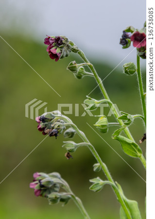 Cynoglossum officinale blooms with purple petals against a lush green background during late spring in a natural habitat 136738085