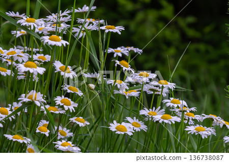 Bright clusters of leucanthemum vulgare bloom in a vibrant green meadow beneath clear skies during mid-spring Bright clusters of leucanthemum vulgare bloom in a vibrant green meadow beneath clear skies during mid-spring 136738087