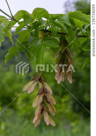 Winged seeds of Acer negundo hang delicately from branches showcasing their unique form in a natural setting during late spring Winged seeds of Acer negundo hang delicately from branches showcasing their unique form in a natural setting during late spring 136738089