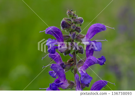 Beautiful Meadow Clary blossoms showcasing vibrant purple hue in a lush green landscape during mid-summer afternoon Beautiful Meadow Clary blossoms showcasing vibrant purple hue in a lush green landscape during mid-summer afternoon 136738093