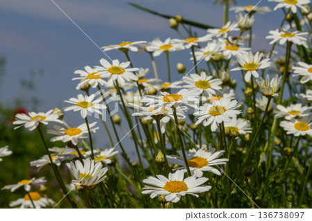 Bright oxeye daisies bloom in a lush green meadow on a sunny day showcasing their vibrant white petals and sunny yellow centers 136738097