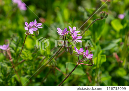 Colorful Erodium cicutarium blooms in a vibrant green field during springtime showcasing delicate pinkish-purple flowers in natural sunlight Colorful Erodium cicutarium blooms in a vibrant green field during springtime showcasing delicate pinkish-purple flowers in natural sunlight 136738099