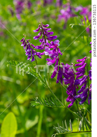 Bright purple flowers of Vicia cracca bloom in a lush green field under the sunlight during summer in a serene natural setting Bright purple flowers of Vicia cracca bloom in a lush green field under the sunlight during summer in a serene natural setting 136738115
