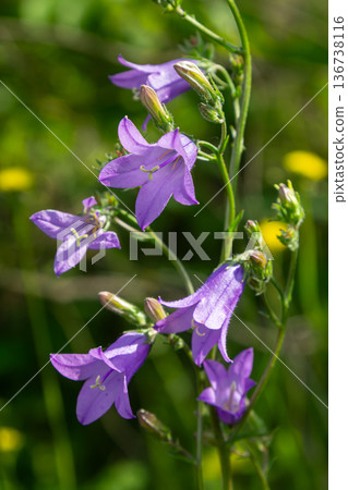 Spreading bellflower blooms with vibrant purple petals in a lush green meadow during springtime 136738116