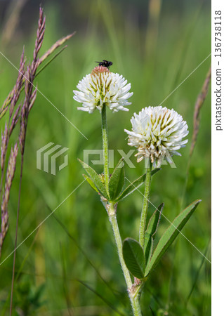 Mountain clover Trifolium montanum blooms in a lush green meadow with a small insect on its flower in early summer sunlight 136738118