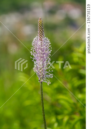 Hoary Plantain blooming in a verdant landscape during spring showcasing clusters of delicate purple flowers atop a slender stem Hoary Plantain blooming in a verdant landscape during spring showcasing clusters of delicate purple flowers atop a slender stem 136738119