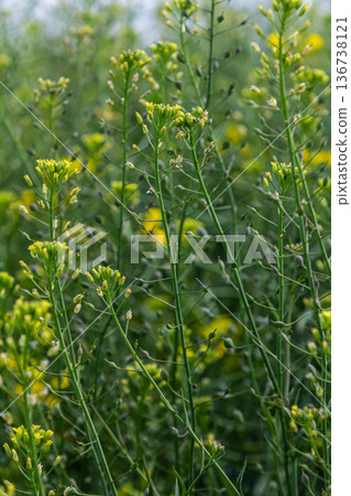 Bristly Oxtongue blooming in a field during spring with vibrant yellow flowers and lush green foliage surrounding it 136738121