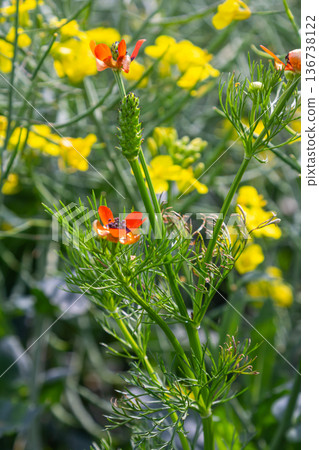 Summer Pheasant's-eye blooms amidst bright yellow flowers in a vibrant meadow during warm daylight hours Summer Pheasant's-eye blooms amidst bright yellow flowers in a vibrant meadow during warm daylight hours 136738122