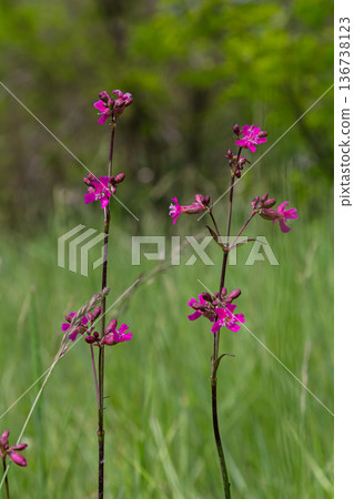 Viscaria vulgaris growing in a lush green field during spring showcasing vibrant pink flowers against a blurred backdrop of nature 136738123