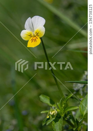 Wild pansy blooms gracefully in a natural setting during springtime showcasing vibrant petals and delicate details of Viola tricolor 136738125