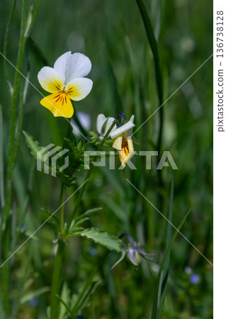 Wild pansy blooms vibrantly in a sunny meadow showcasing distinctive yellow and white petals amidst tall grass and lush greenery Wild pansy blooms vibrantly in a sunny meadow showcasing distinctive yellow and white petals amidst tall grass and lush greenery 136738128