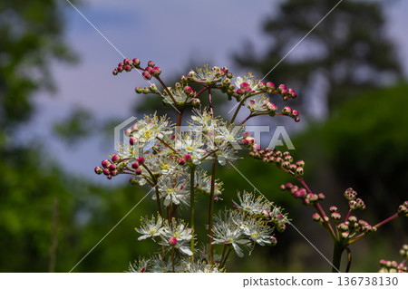 Filipendula vulgaris blooms vibrantly in a sunny meadow showcasing intricate white blossoms and budding pink flowers during late spring Filipendula vulgaris blooms vibrantly in a sunny meadow showcasing intricate white blossoms and budding pink flowers during late spring 136738130