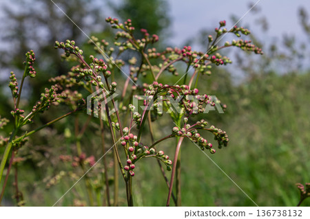 Filipendula vulgaris growing in a grassy landscape during a sunny afternoon showing budding flowers and lush greenery Filipendula vulgaris growing in a grassy landscape during a sunny afternoon showing budding flowers and lush greenery 136738132